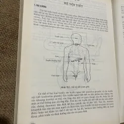 BÀI GIẢNG GIẢI PHẪU HỌC - BỘ MÔN GIẢI PHẪU- SÁCH KHỔ Y KHOA, KHỔ LỚN 565370