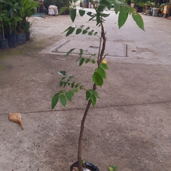 Cây khế chua , cây ươm hạt cao 50cm, như hình 501587