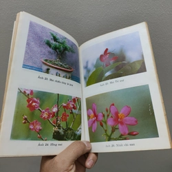 Kỹ Thuật Trồng Và Ghép Mai 477380