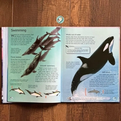 [Bìa cứng] Usborne Discovery: WHALES AND DOLPHINS 224295