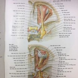 ATLAS GIẢI PHẪU NGƯỜI 522561