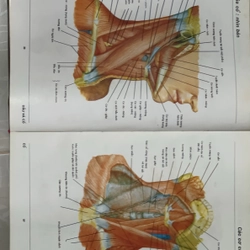Atlas Giải phẫu người  547919