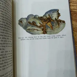 Ngoại khoa dã chiến 1009417