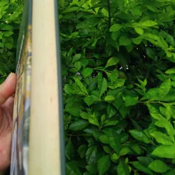 Con gái Ivan, mẹ Ivan của Valentin Rasputin  1002572