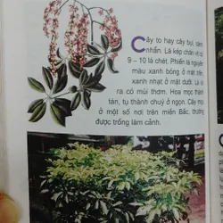 TỪ ĐIỂN TRANG VỀ CÁC LOẠI CÂY  571018