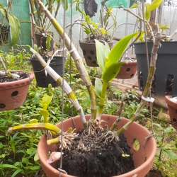 Hoa lan  phi diep 465560