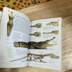 Pockets: Reptiles 1022230