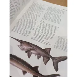 Le grand livre des poissons 559768