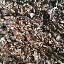 Hạt nhàu giống 503696
