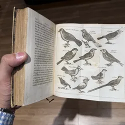 Bách khoa toàn thư về chim- sách Pháp 203 năm  675436