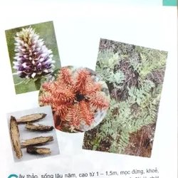 TỪ ĐIỂN TRANG VỀ CÁC LOẠI CÂY  571018