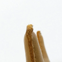 Túi charm Hermes Rodeo Pegasus PM 083010CA - Hàng hiệu chính hãng 807529