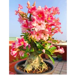 Hạt giống hoa sứ Taiwan ghép cánh to nhiều tầng thiên nga trắng hồng – Mã số 1286 342392
