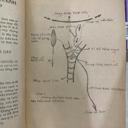 GIẢI HUYỆT BÍ TRUYỀN - GIÁO SƯ VŨ ĐỨC 613682