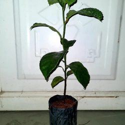 Cây chay ruột đỏ giống 501655