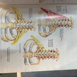 Atlat giải phẫu người - bìa cứng 363129