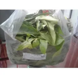 Lá vối nếp tươi