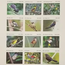 Các loài chim Việt Nam (Bản đặc biệt) 736163