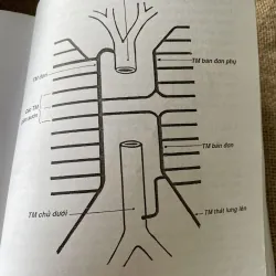 Giản yếu Giải phẫu người -NGUYỄN QUANG QUYỀN,PHẠM ĐĂNG DIỆU NGUYỄN VĂN ĐỨC NGUYỄN V. CƯỜNG 792205