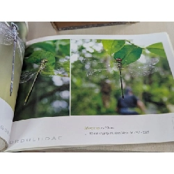 Danh mục bằng hình ảnh các loài chuồn chuồn phú quốc - Bùi Hữu Mạnh 785943