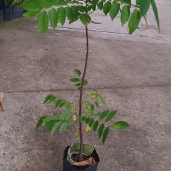 Cây khế chua , cây ươm hạt cao 50cm, như hình 501587