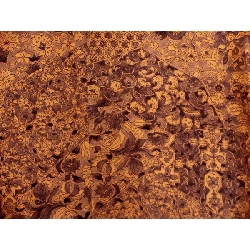 Áo khoác / Đường đi bộ 2 món - Hàng hiệu Authentic 878060