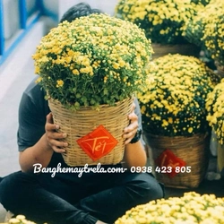 Giỏ cần xé tre giá rẻ 544360