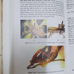 CÔN TRÙNG NHỆN GÂY HẠI CÂY ĂN TRÁI....  799628