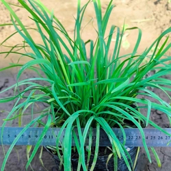Chậu cây hẹ 478558