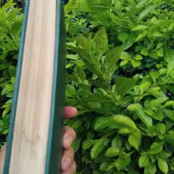 Tsapaep của Fuốc ma nốp 936559