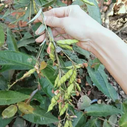 Đậu săng thanh nhiệt  1009815