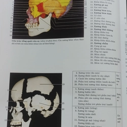 ATLAS GIẢI PHẪU NGƯỜI  525866