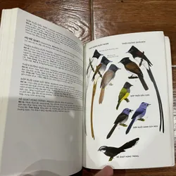 Chim Việt Nam - Cuốn sách hướng dẫn về các loài chim Việt Nam  (8) 716507