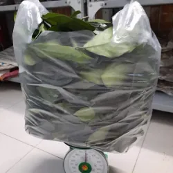 Lá cây chay tươi