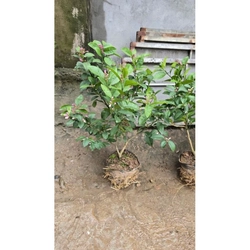 Cây chanh ta ăn lá ăn quả (đang hoa quả) cao 40-50cm 446057