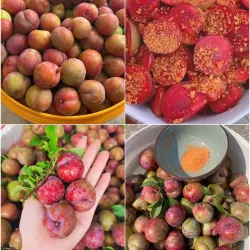 Mận hậu Sơn la  1009592