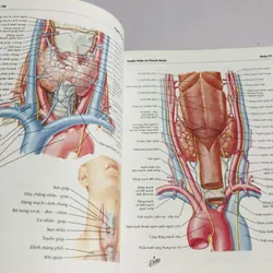ATLAS GIẢI PHẪU NGƯỜI 6 695043