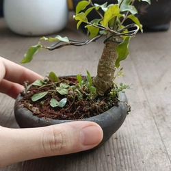 Hồng ngọc mai siêu mini [Bonsai siêu mini] [Bonsai để bàn] 462211