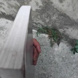 Amerca 's role in Asia ( Asian and American views ) 1021842