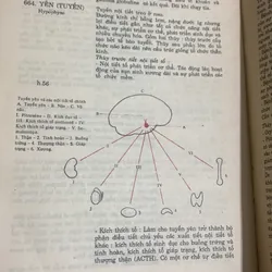 Từ điển Y học, D' ANDRE DURANTEAU 1066657