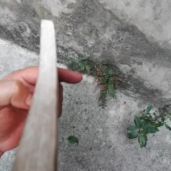 Kinh thi Việt Nam  1025126