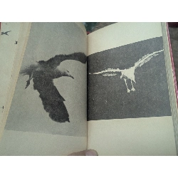 Chàng hải âu kỳ diệu - Richard Bach ( bản dịch Nguyễn Trọng Kỳ ) 746577