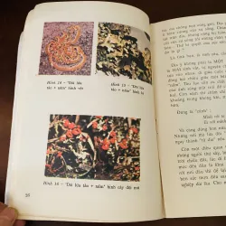 Chuyện lạ có thật về Thực vật (1994) 974194