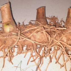 Củ cát lồi - củ cây mía dò, củ tươi  503471