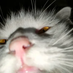 mèo trắng siêu to