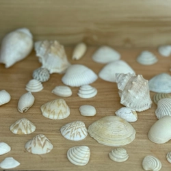 Combo Vỏ sò ốc làm đồ trang trí siu iu🐚 56 vỏ 508955