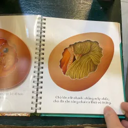 Những khám phá đầu tiên của tớ : Trứng - nhã nam  1027418