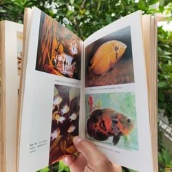 Cá Cảnh - PTS Sinh Học Võ Văn Chí 532117