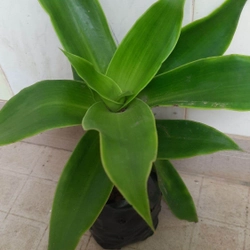Cây lược vàng, cây như hình