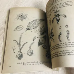 KỸ THUẬT NUÔI TRỒNG PHONG LAN XUẤT KHẨU 956882